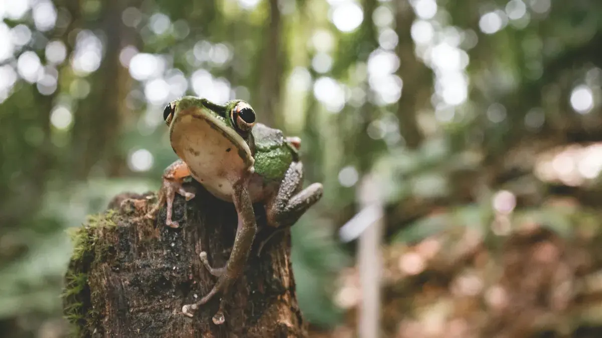 Close-up photo of a tiny green tree frog sitting on a tree stump in the jungle in Malaysian Borneo. It is looking directly at the camera with it's big round eyes.