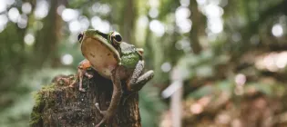 Close-up photo of a tiny green tree frog sitting on a tree stump in the jungle in Malaysian Borneo. It is looking directly at the camera with it's big round eyes.