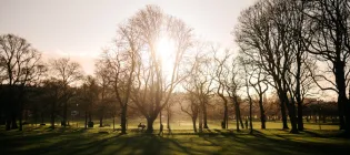 Line of trees in the Meadows with the sun shining through
