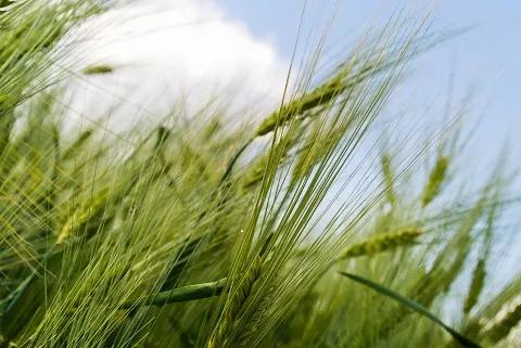 what in a field with blue sky 